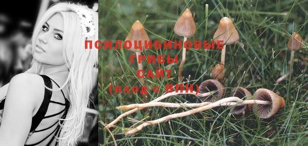 стаф Белокуриха